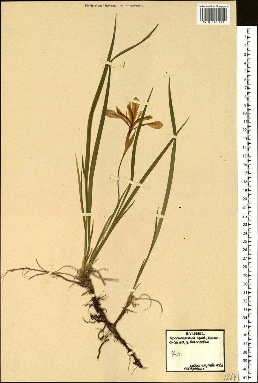 Iris ruthenica Ker Gawl., Siberia, Altai & Sayany Mountains (S2) (Russia)