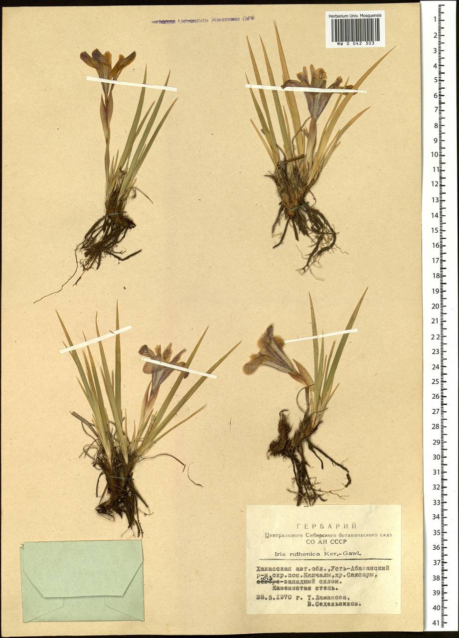 Iris ruthenica Ker Gawl., Siberia, Altai & Sayany Mountains (S2) (Russia)