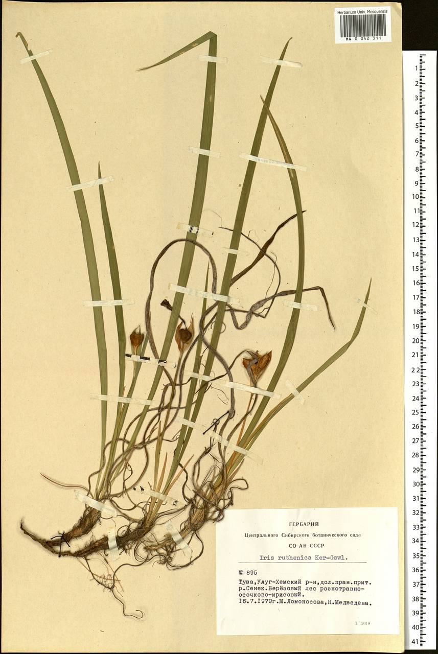 Iris ruthenica Ker Gawl., Siberia, Altai & Sayany Mountains (S2) (Russia)
