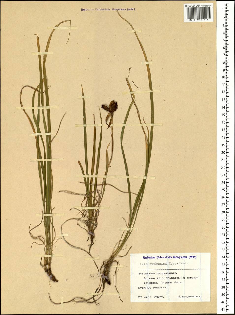 Iris ruthenica Ker Gawl., Siberia, Altai & Sayany Mountains (S2) (Russia)