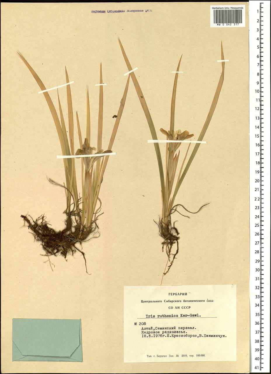 Iris ruthenica Ker Gawl., Siberia, Altai & Sayany Mountains (S2) (Russia)
