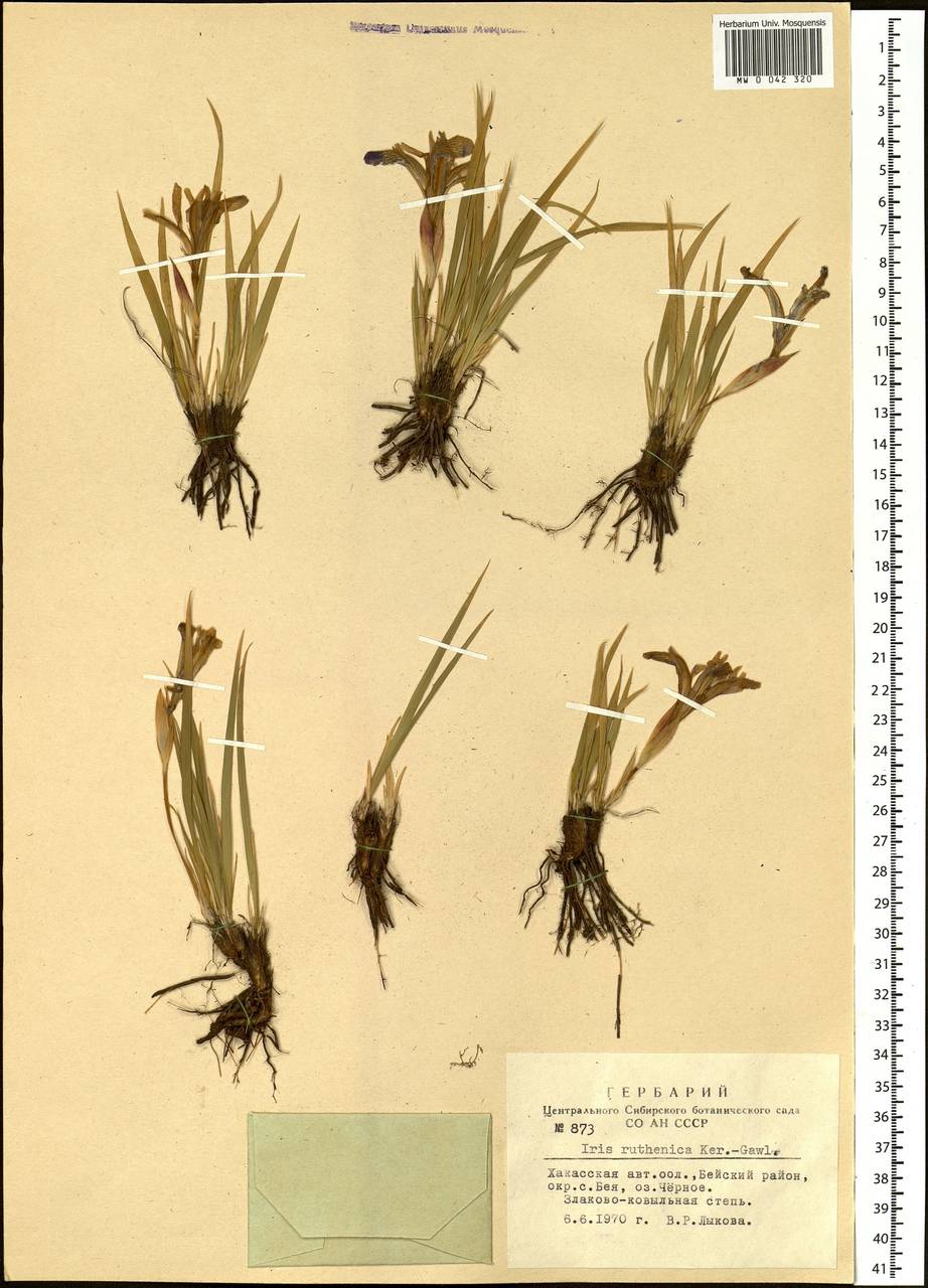 Iris ruthenica Ker Gawl., Siberia, Altai & Sayany Mountains (S2) (Russia)