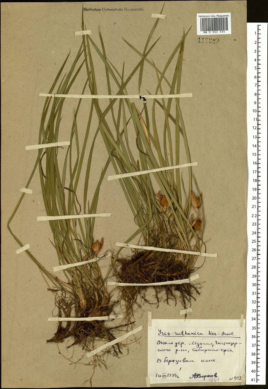 Iris ruthenica Ker Gawl., Siberia, Western Siberia (S1) (Russia)
