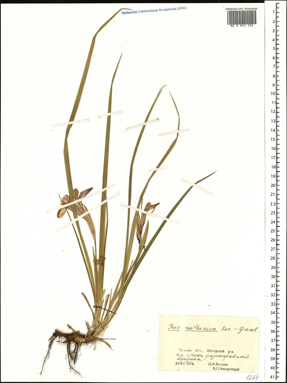 Iris ruthenica Ker Gawl., Siberia, Western Siberia (S1) (Russia)