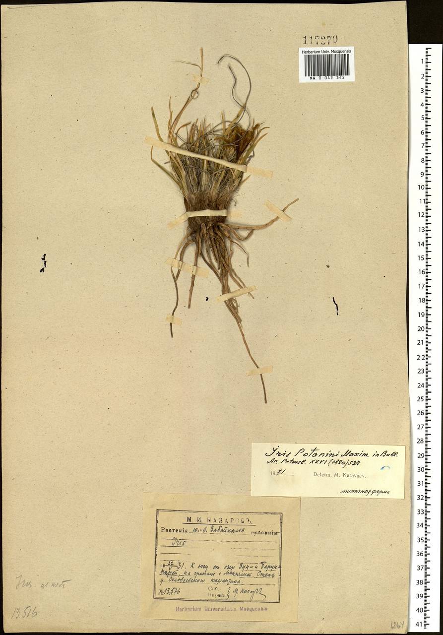 Iris potaninii Maxim., Siberia, Baikal & Transbaikal region (S4) (Russia)