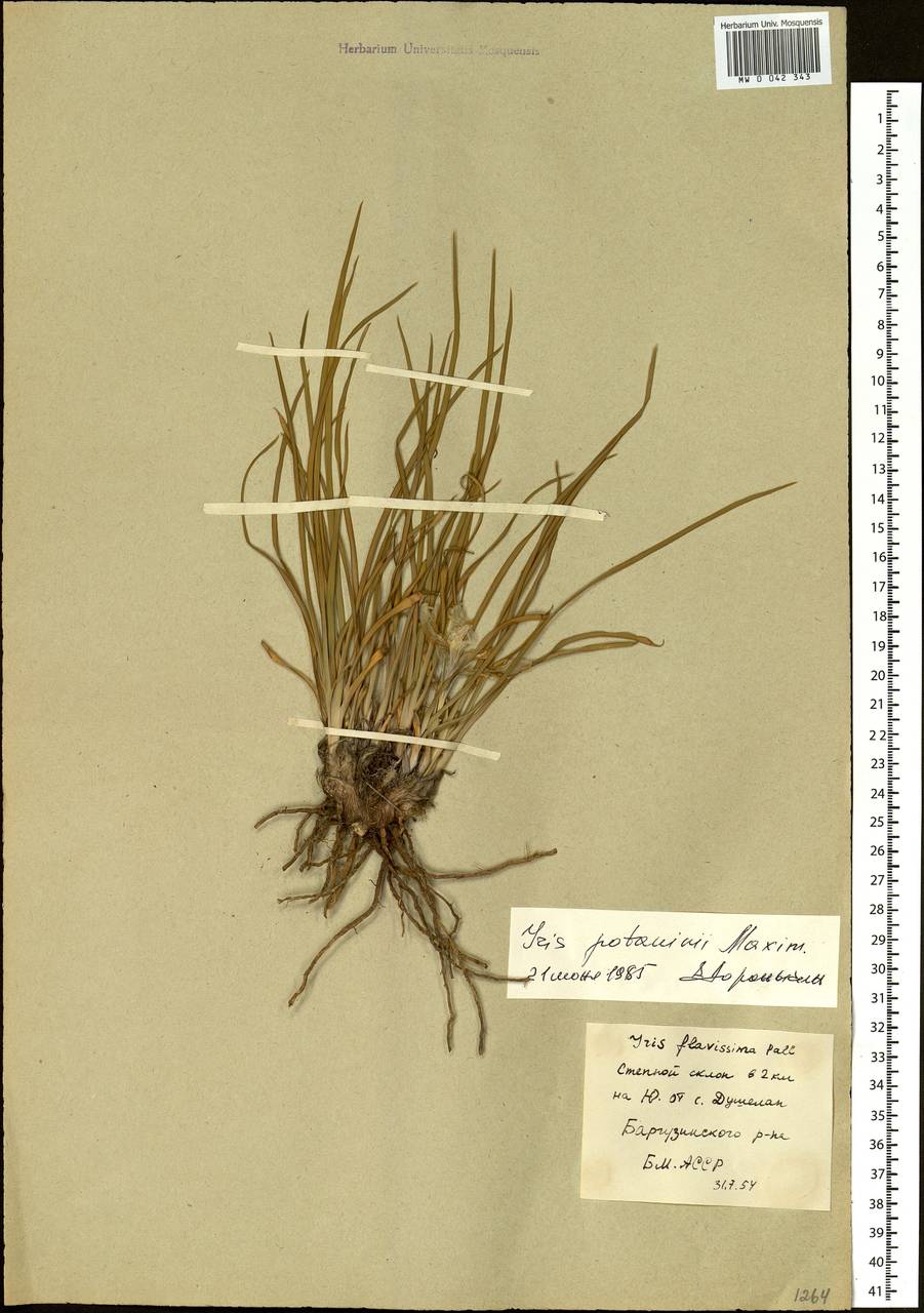 Iris potaninii Maxim., Siberia, Baikal & Transbaikal region (S4) (Russia)