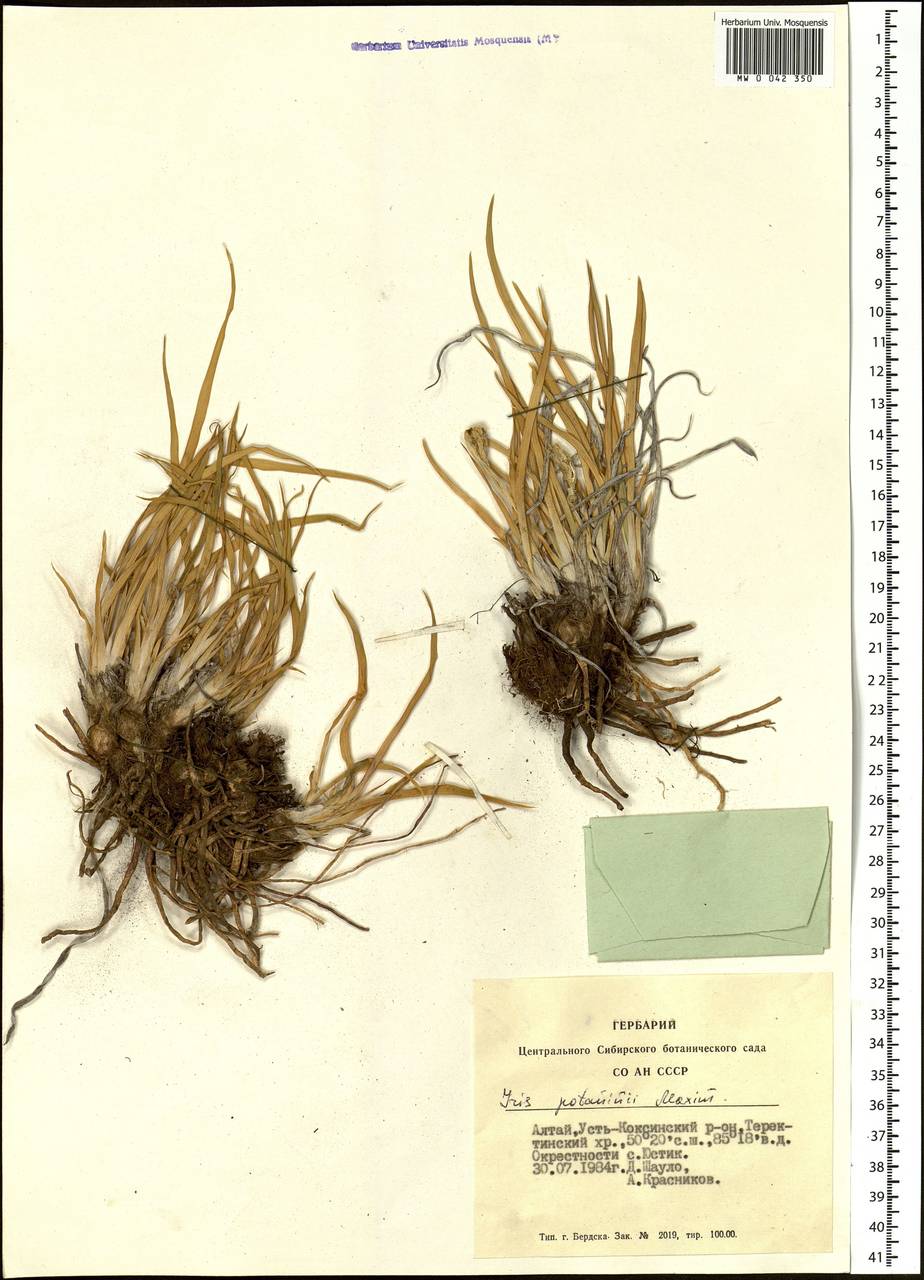 Iris potaninii Maxim., Siberia, Altai & Sayany Mountains (S2) (Russia)