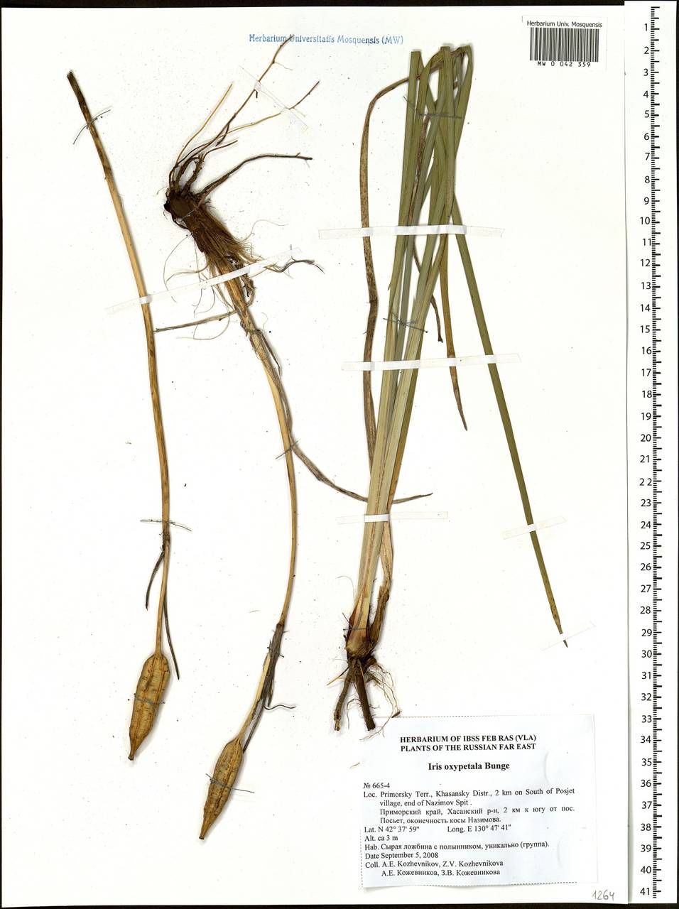 Iris oxypetala Bunge, Siberia, Russian Far East (S6) (Russia)