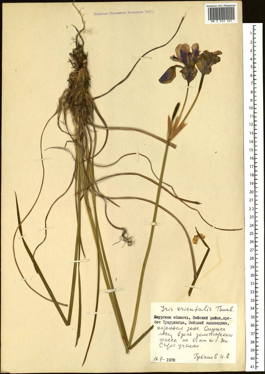 Iris sanguinea Donn ex Hornem., Siberia, Russian Far East (S6) (Russia)