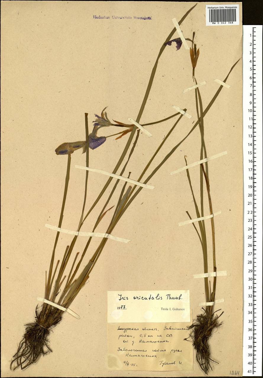 Iris sanguinea Donn ex Hornem., Siberia, Russian Far East (S6) (Russia)
