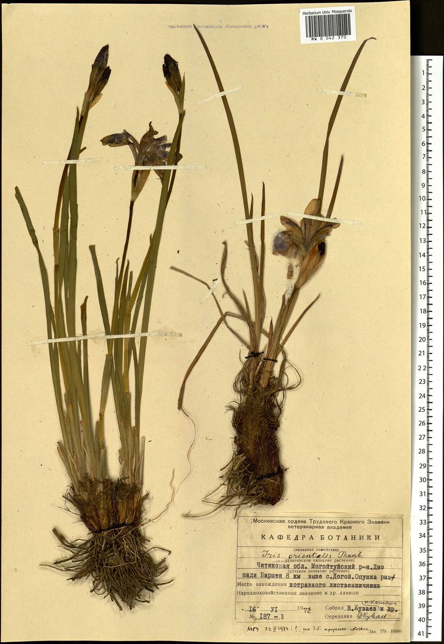 Iris sanguinea Donn ex Hornem., Siberia, Baikal & Transbaikal region (S4) (Russia)