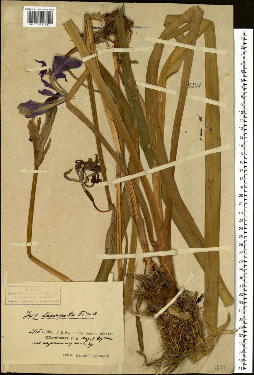 Iris laevigata Fisch., Siberia, Russian Far East (S6) (Russia)