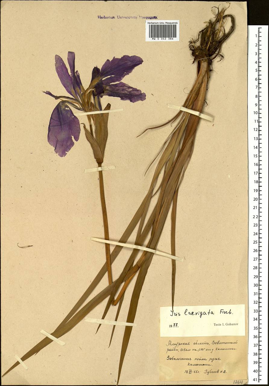 Iris laevigata Fisch., Siberia, Russian Far East (S6) (Russia)