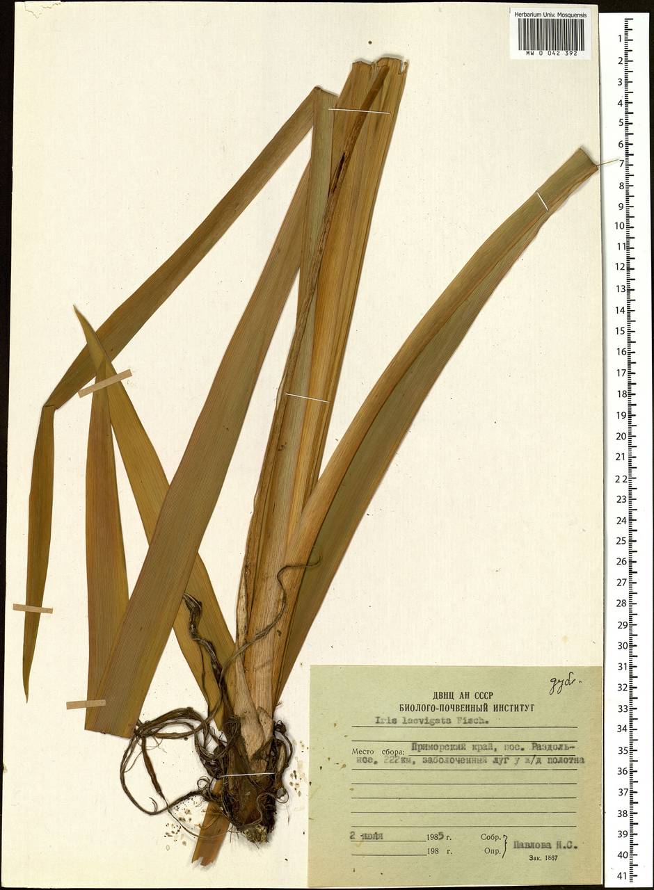 Iris laevigata Fisch., Siberia, Russian Far East (S6) (Russia)