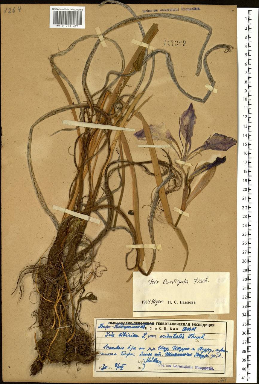 Iris laevigata Fisch., Siberia, Russian Far East (S6) (Russia)