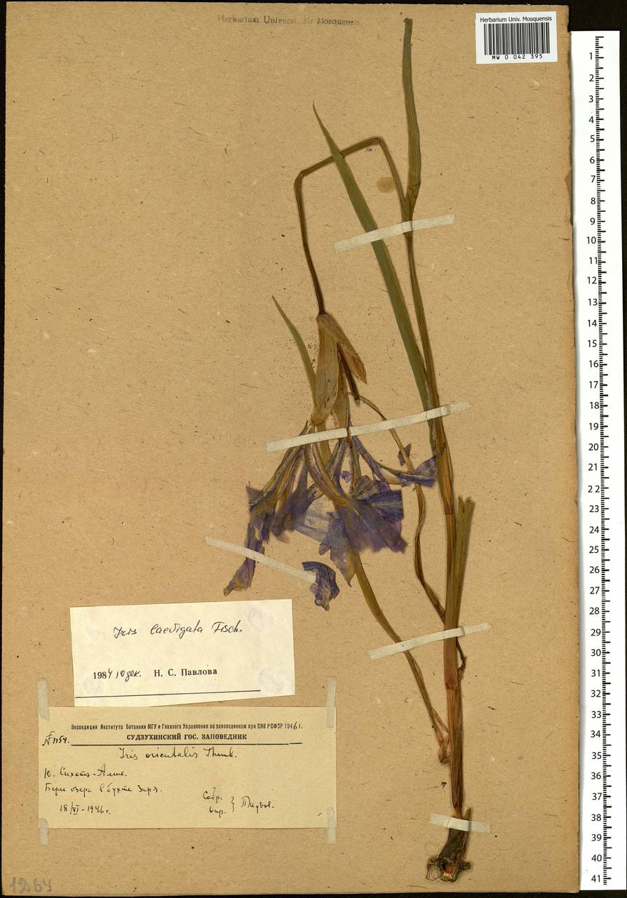 Iris laevigata Fisch., Siberia, Russian Far East (S6) (Russia)