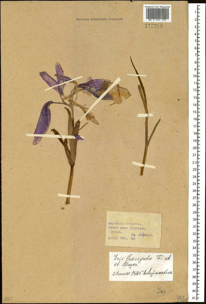 Iris laevigata Fisch., Siberia, Baikal & Transbaikal region (S4) (Russia)
