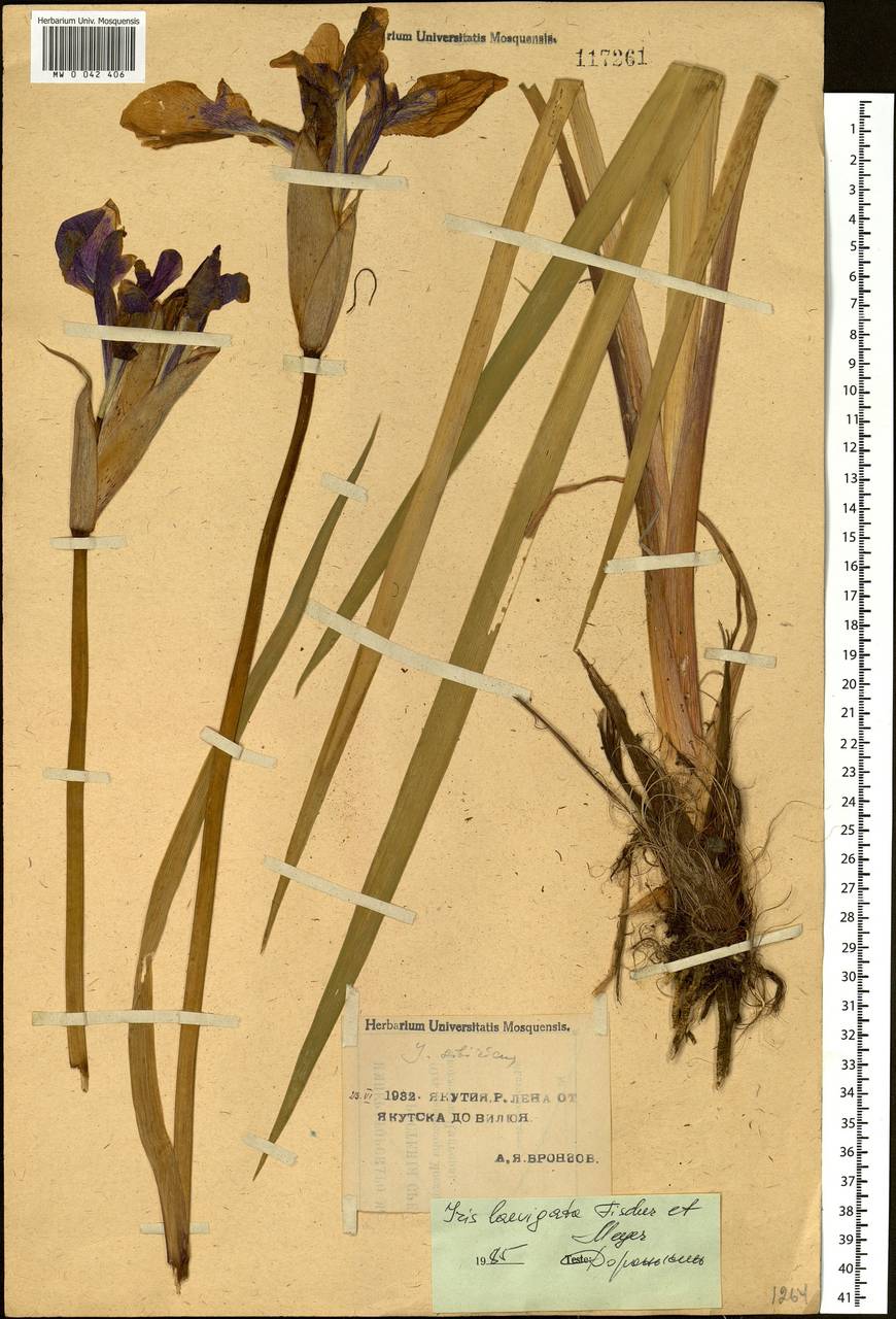 Iris laevigata Fisch., Siberia, Yakutia (S5) (Russia)