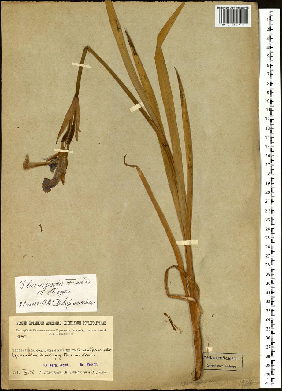 Iris laevigata Fisch., Siberia, Baikal & Transbaikal region (S4) (Russia)