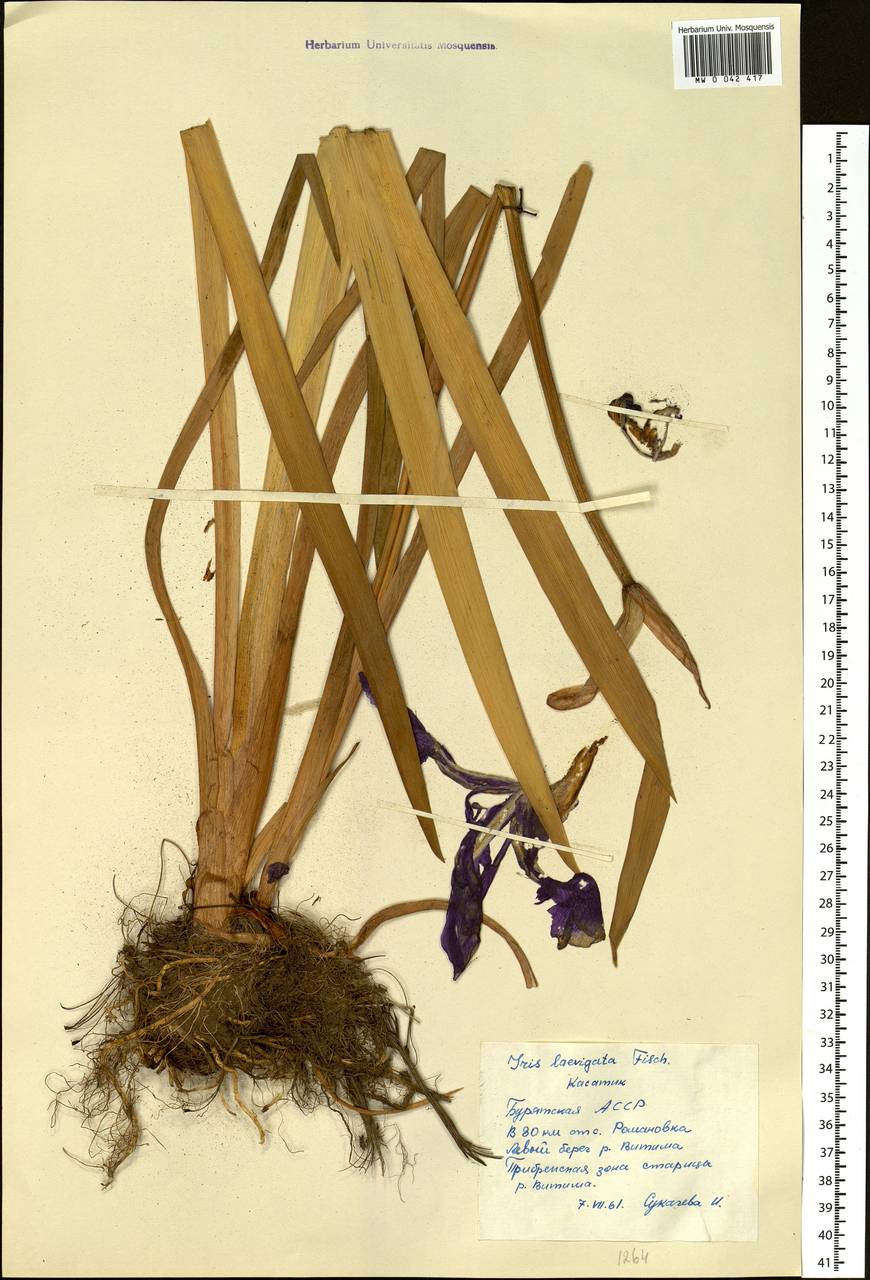 Iris laevigata Fisch., Siberia, Baikal & Transbaikal region (S4) (Russia)