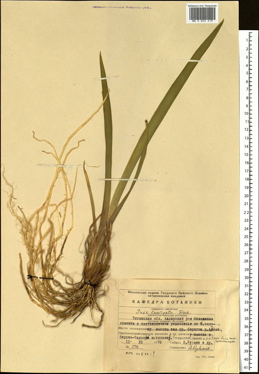 Iris laevigata Fisch., Siberia, Baikal & Transbaikal region (S4) (Russia)