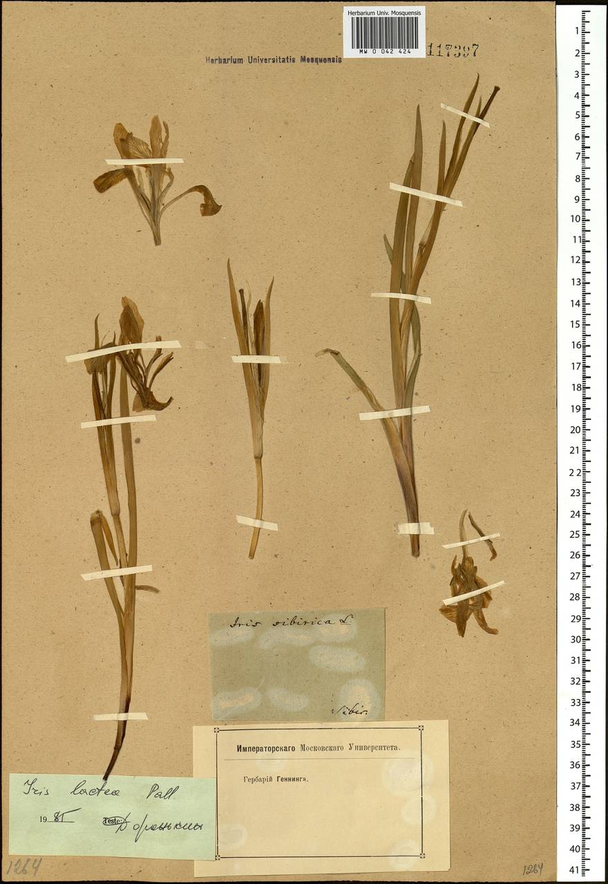 Iris lactea Pall., Siberia (no precise locality) (S0) (Russia)