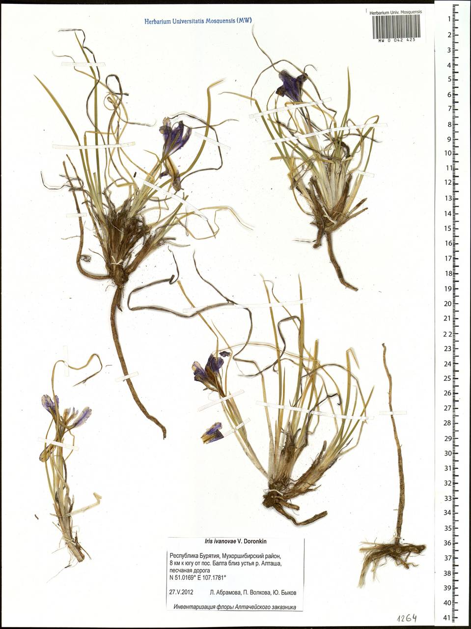 Iris ivanovae Doronkin, Siberia, Baikal & Transbaikal region (S4) (Russia)