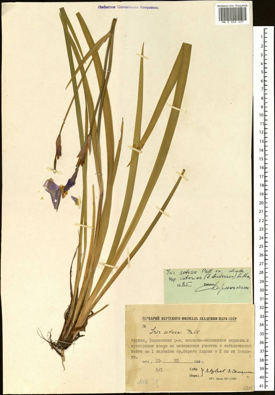 Iris setosa Pall. ex Link, Siberia, Yakutia (S5) (Russia)