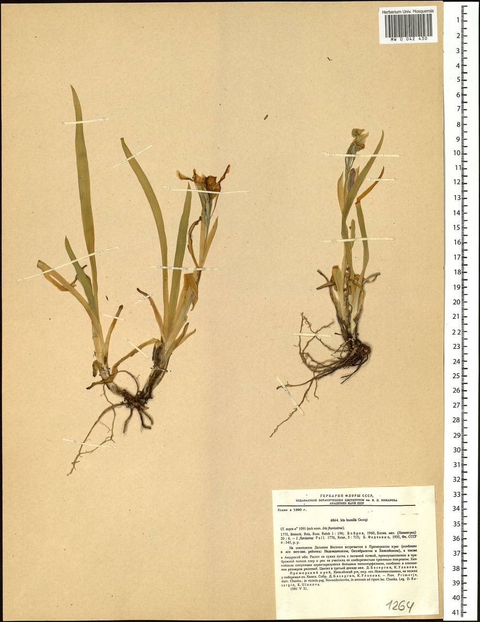 Iris humilis Georgi, Siberia, Russian Far East (S6) (Russia)