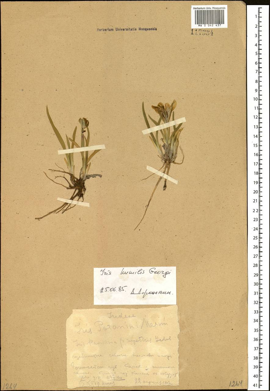Iris humilis Georgi, Siberia, Central Siberia (S3) (Russia)