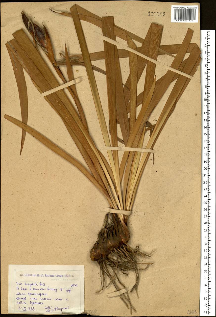 Iris halophila Pall., Siberia, Western (Kazakhstan) Altai Mountains (S2a) (Kazakhstan)