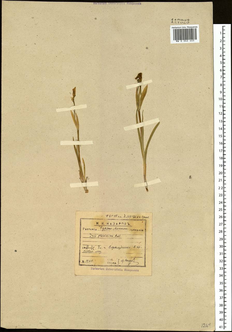 Iris humilis Georgi, Siberia, Baikal & Transbaikal region (S4) (Russia)