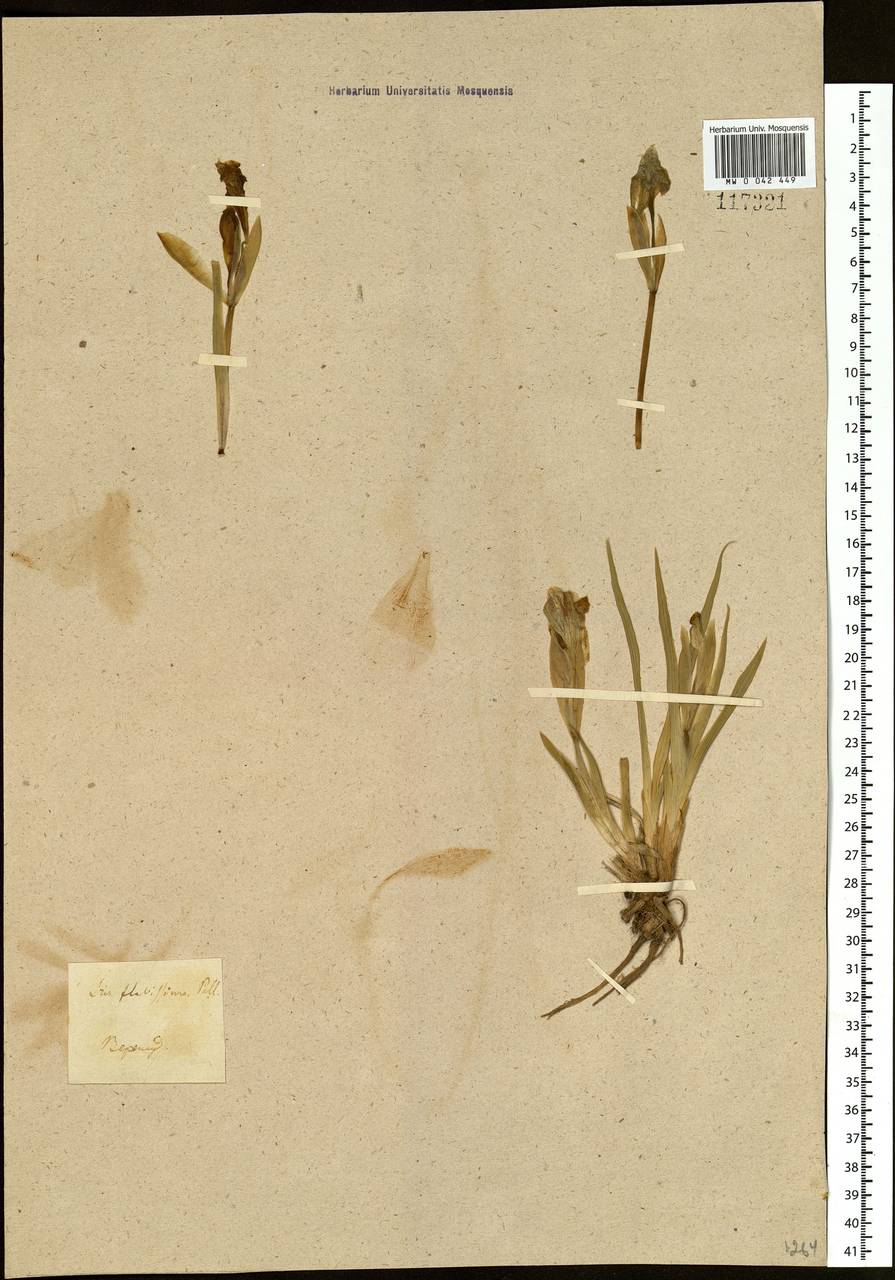 Iris humilis Georgi, Siberia, Baikal & Transbaikal region (S4) (Russia)