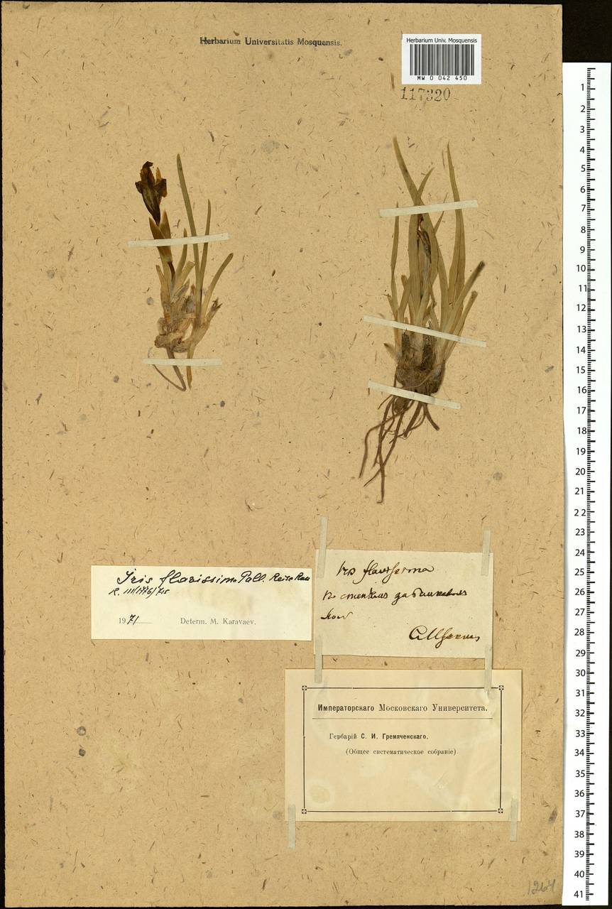 Iris humilis Georgi, Siberia, Baikal & Transbaikal region (S4) (Russia)