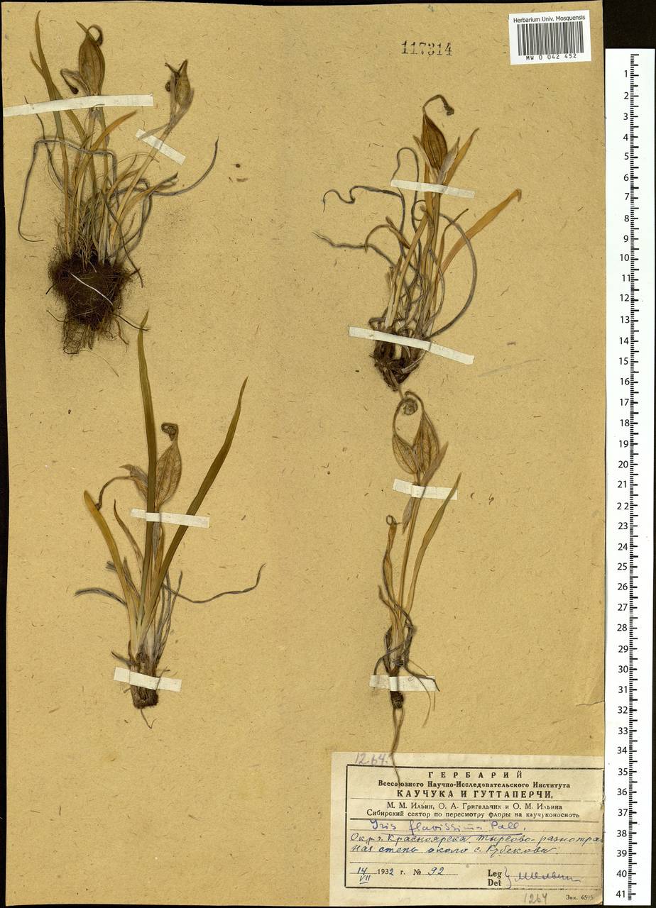 Iris humilis Georgi, Siberia, Central Siberia (S3) (Russia)
