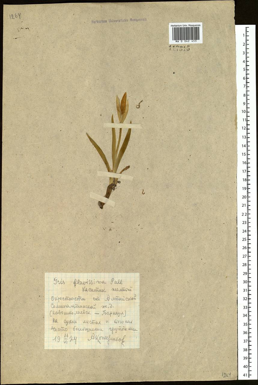 Iris humilis Georgi, Siberia, Altai & Sayany Mountains (S2) (Russia)