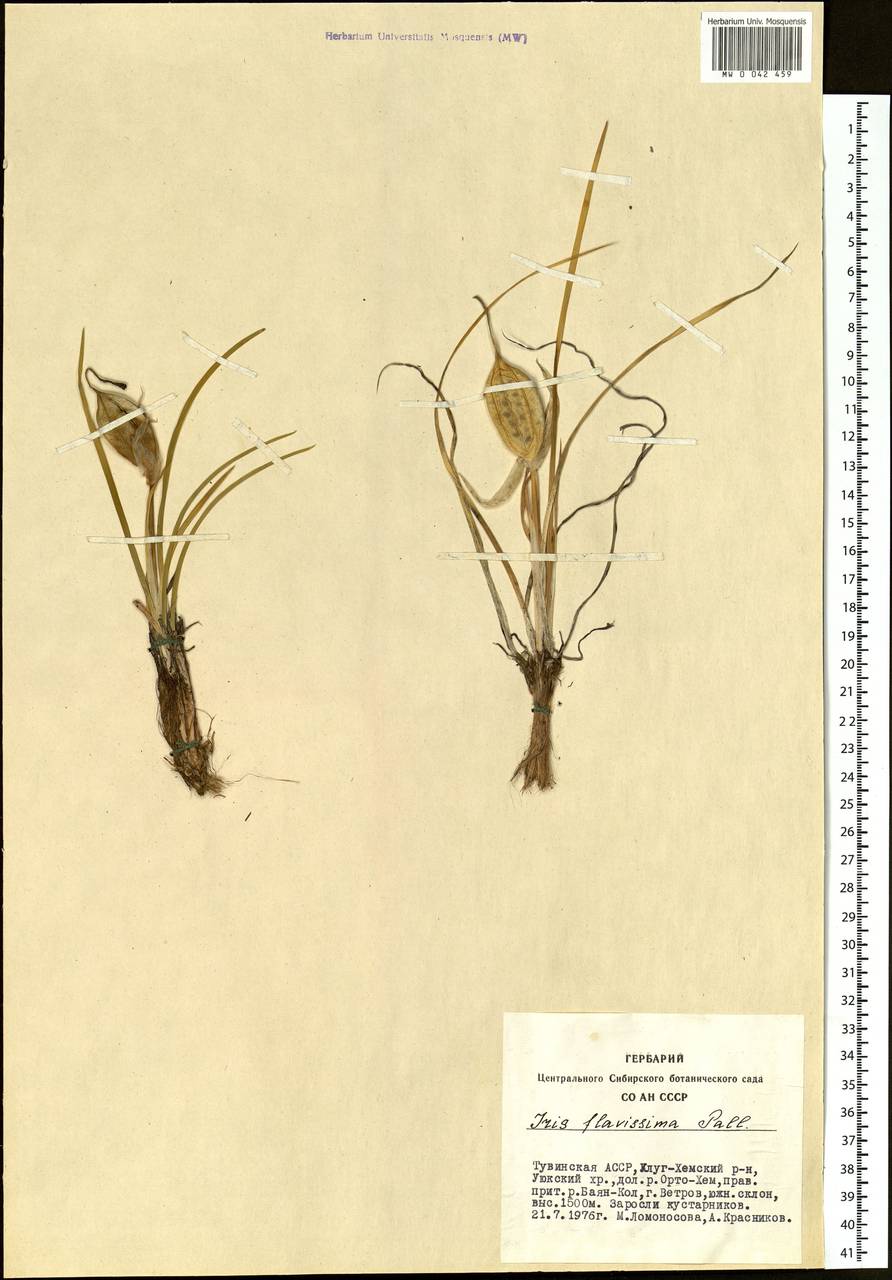 Iris humilis Georgi, Siberia, Altai & Sayany Mountains (S2) (Russia)