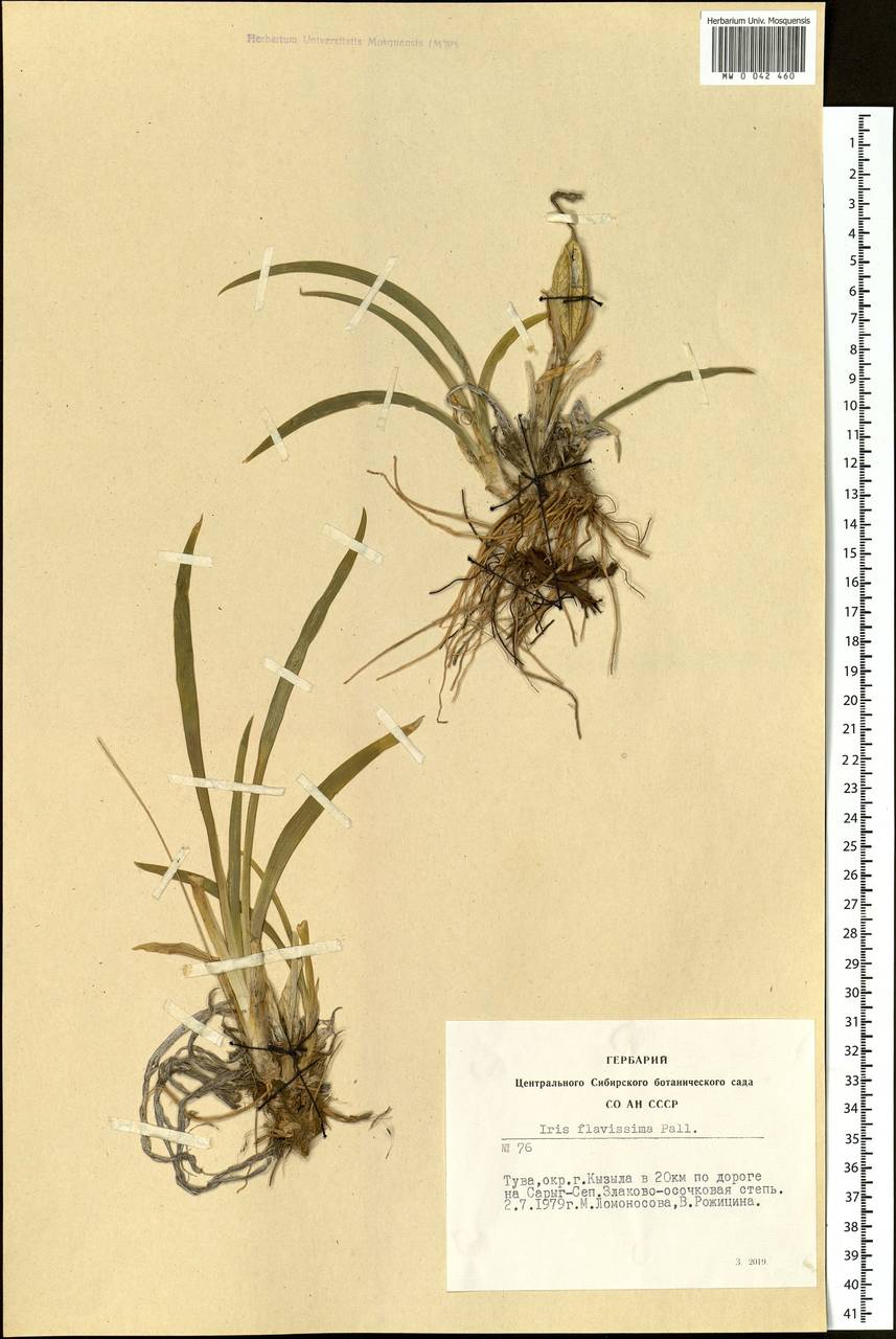 Iris humilis Georgi, Siberia, Altai & Sayany Mountains (S2) (Russia)