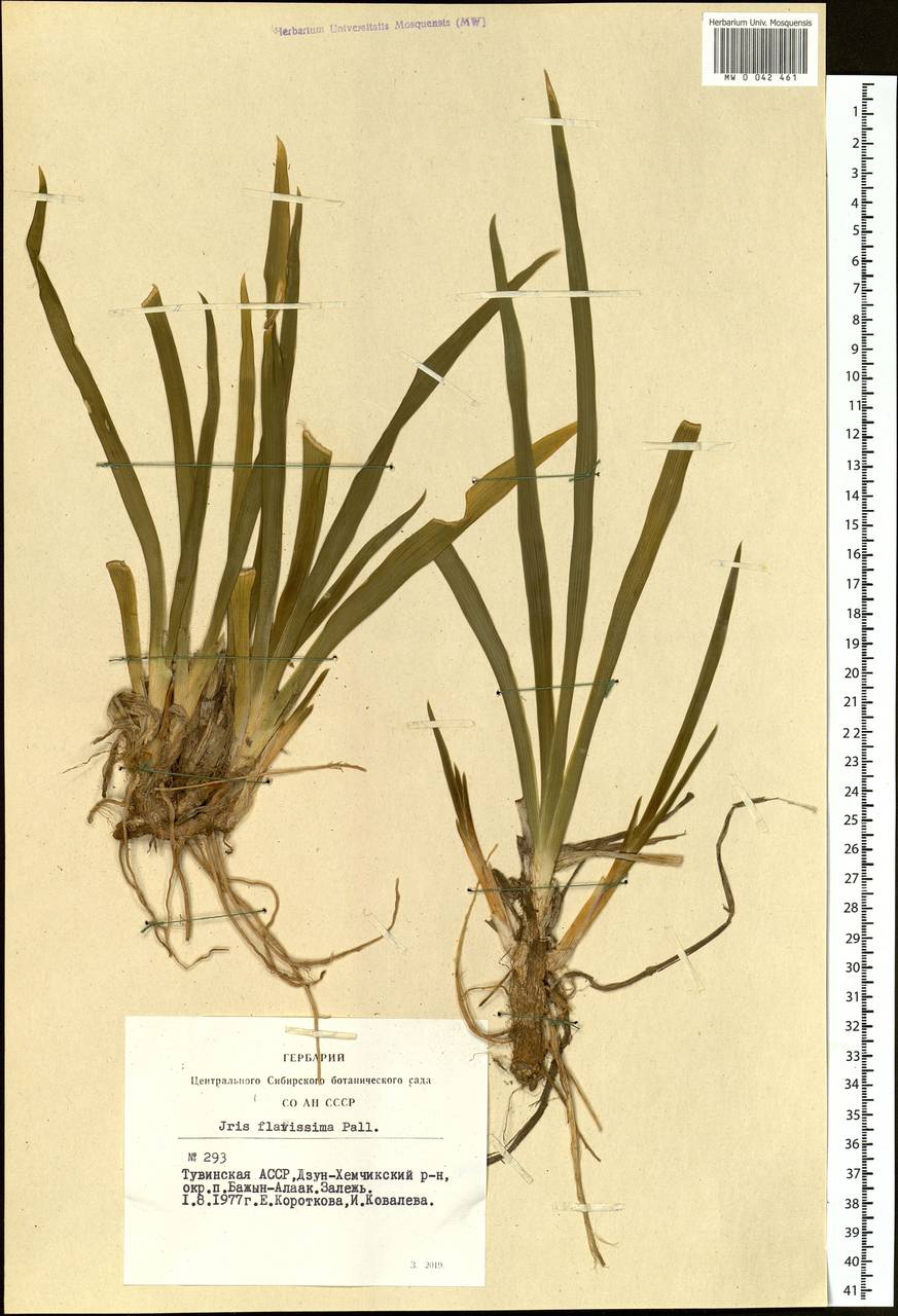 Iris humilis Georgi, Siberia, Altai & Sayany Mountains (S2) (Russia)