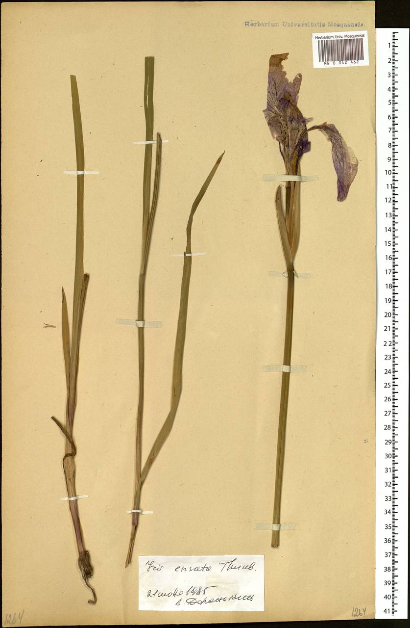 Iris ensata Thunb., Siberia, Russian Far East (S6) (Russia)