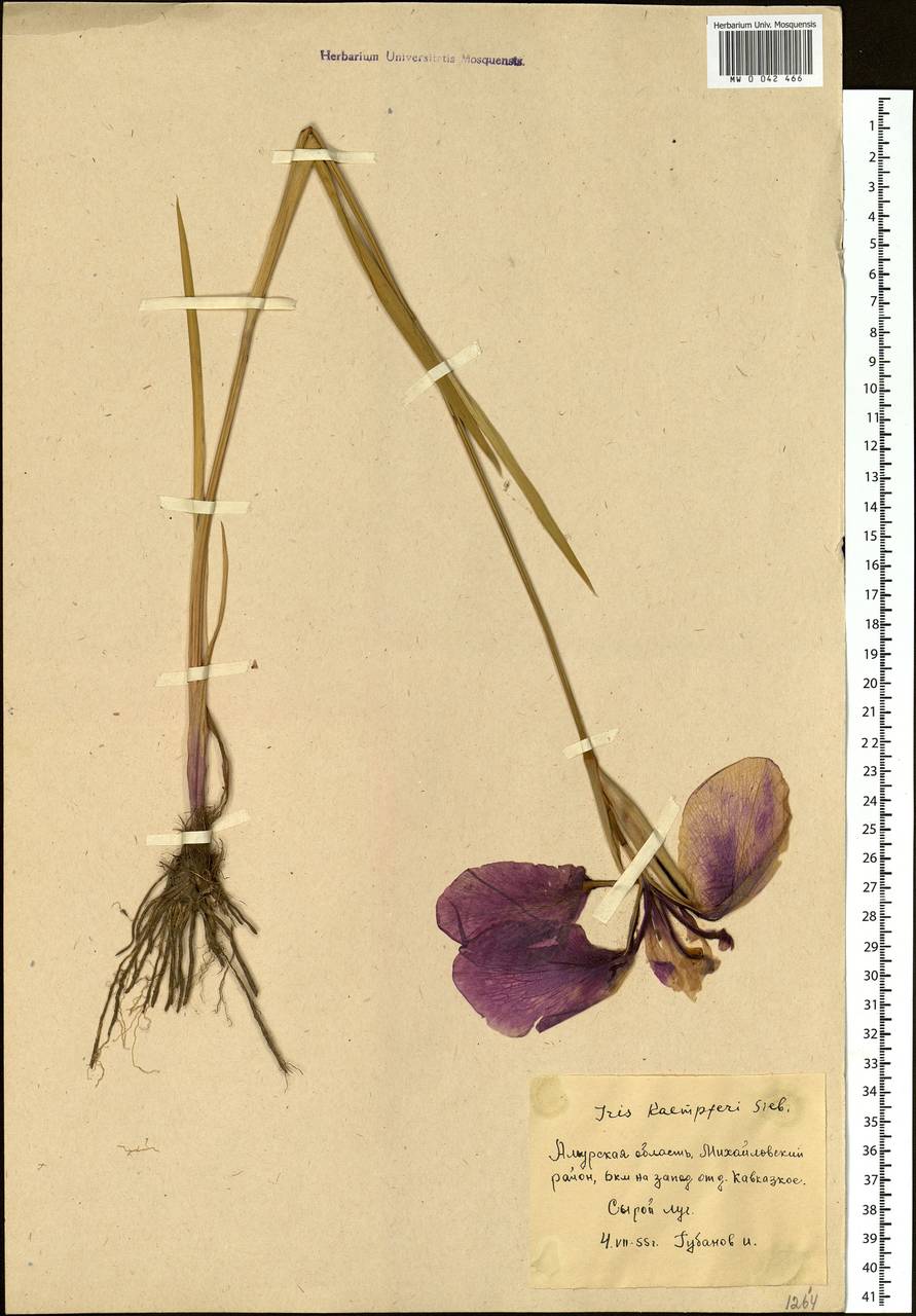 Iris ensata Thunb., Siberia, Russian Far East (S6) (Russia)