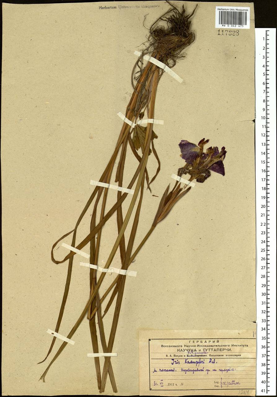 Iris ensata Thunb., Siberia, Russian Far East (S6) (Russia)