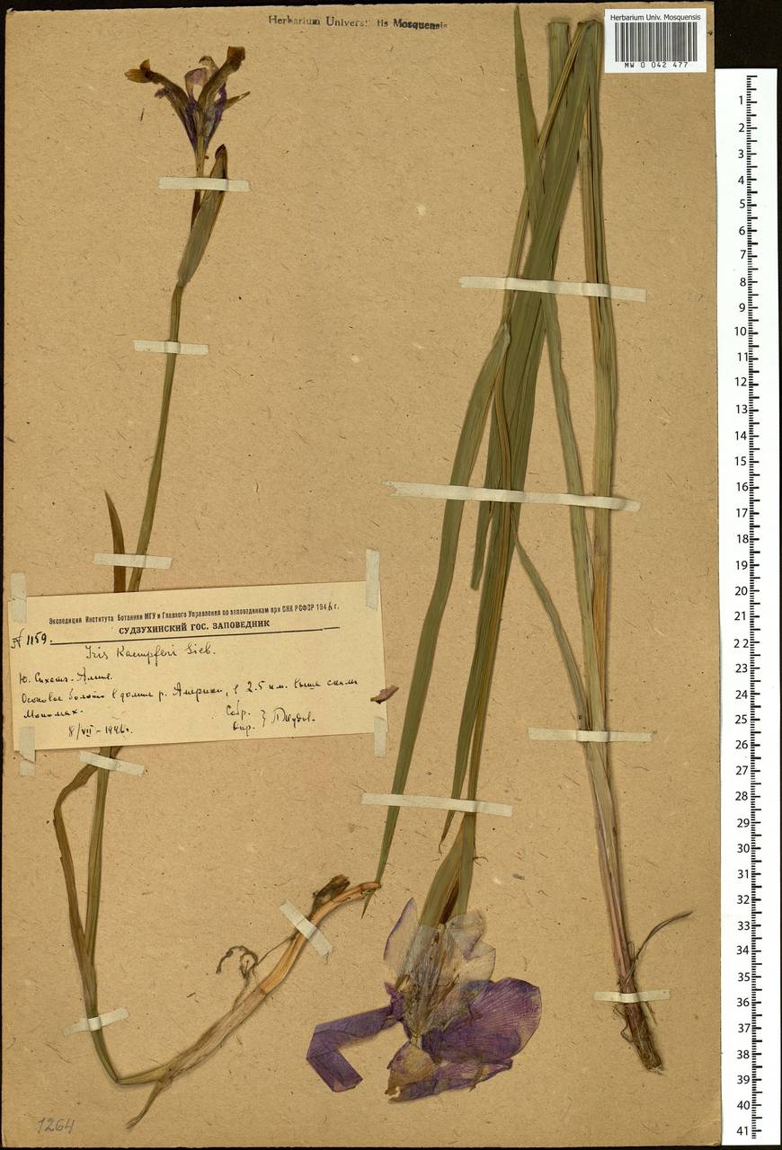 Iris ensata Thunb., Siberia, Russian Far East (S6) (Russia)