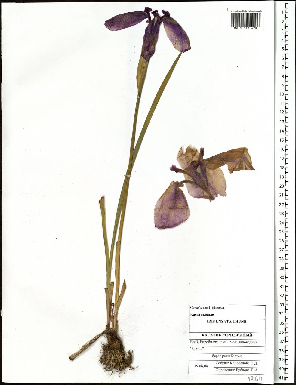 Iris ensata Thunb., Siberia, Russian Far East (S6) (Russia)