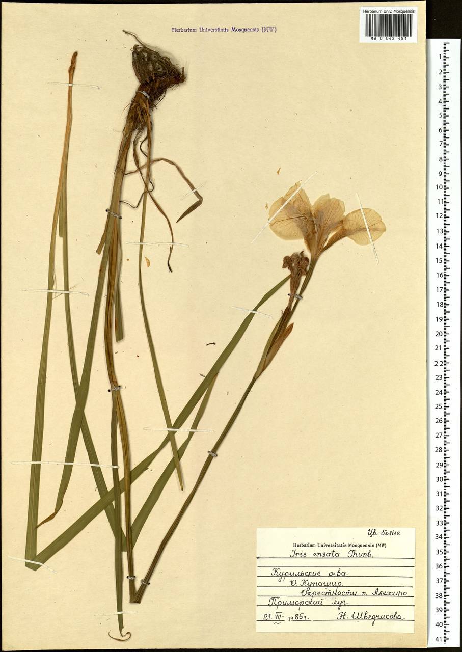 Iris ensata Thunb., Siberia, Russian Far East (S6) (Russia)