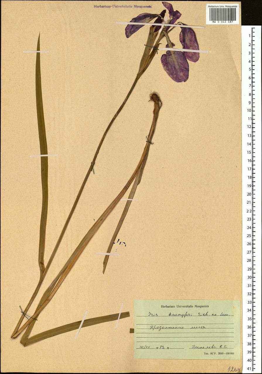 Iris ensata Thunb., Siberia, Russian Far East (S6) (Russia)