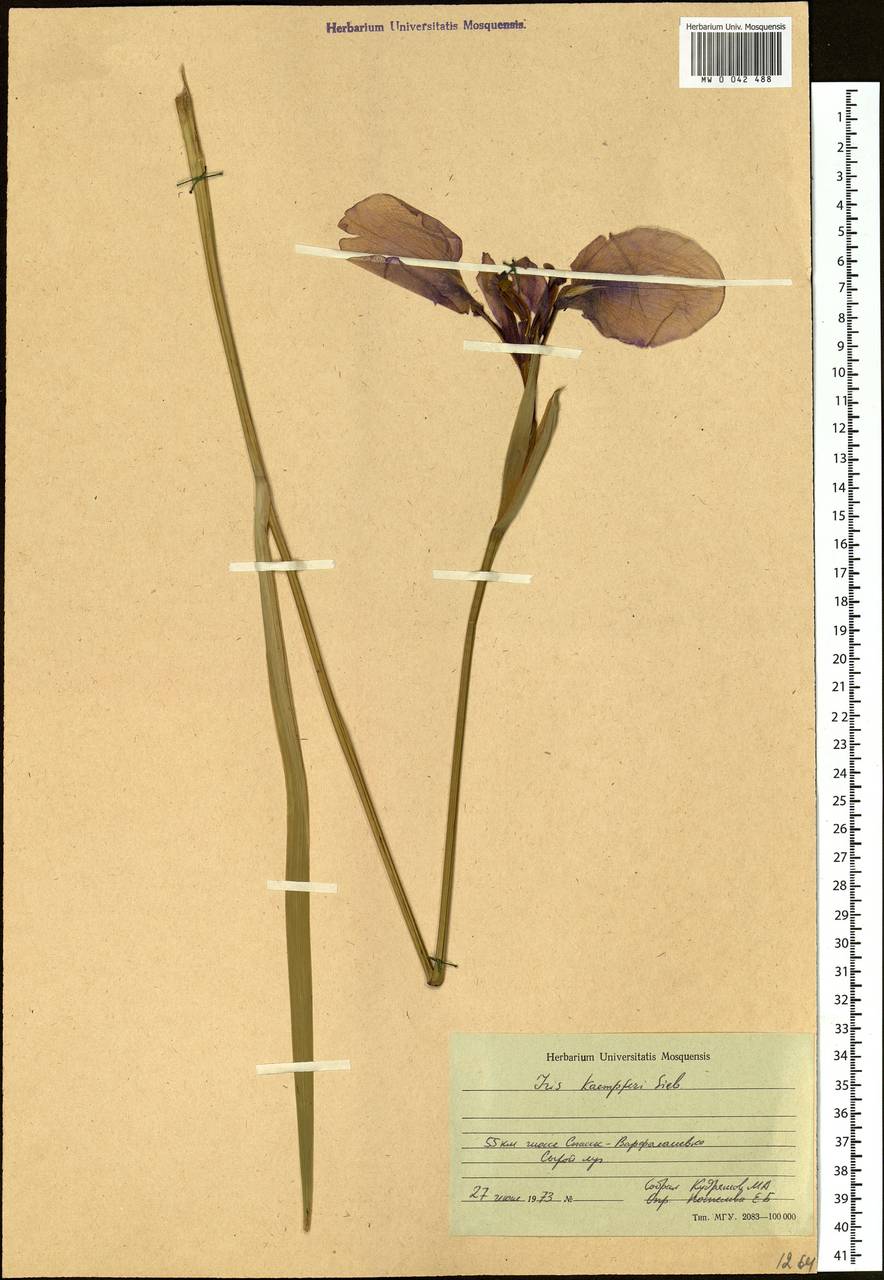 Iris ensata Thunb., Siberia, Russian Far East (S6) (Russia)