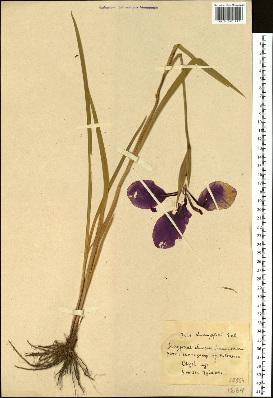 Iris ensata Thunb., Siberia, Russian Far East (S6) (Russia)