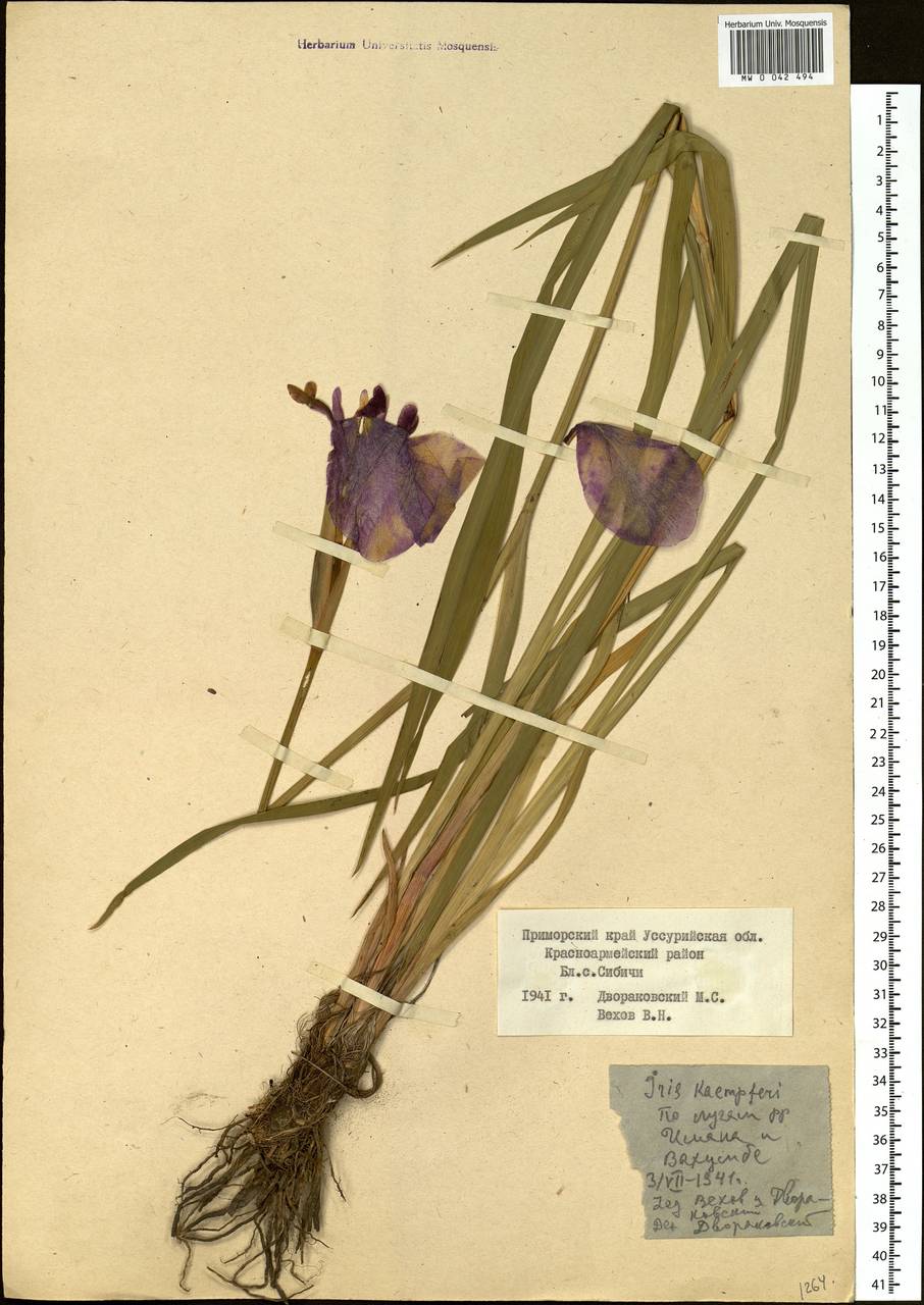 Iris ensata Thunb., Siberia, Russian Far East (S6) (Russia)