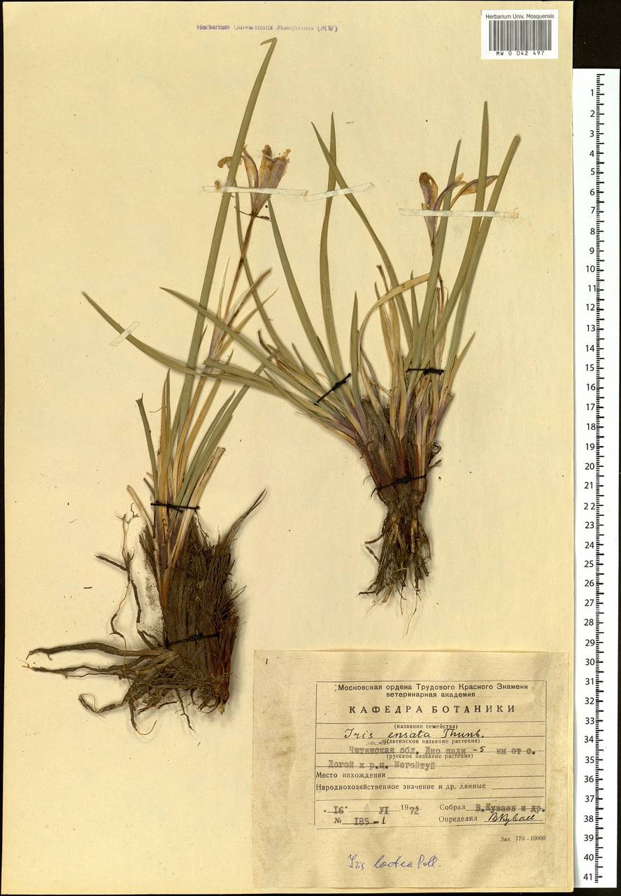 Iris ensata Thunb., Siberia, Baikal & Transbaikal region (S4) (Russia)